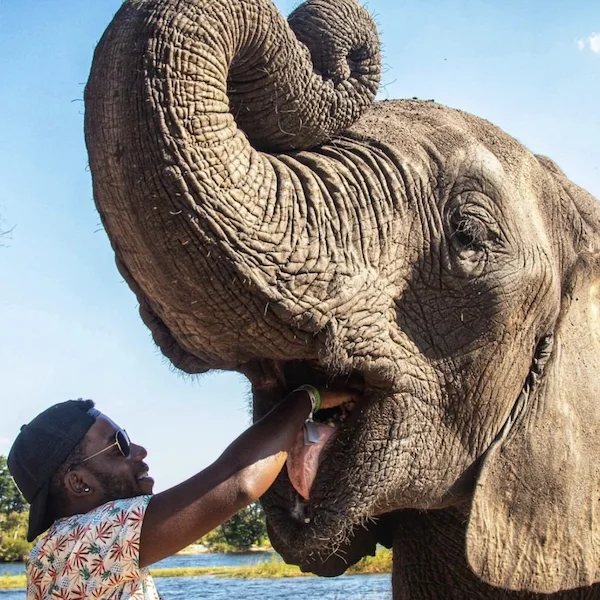 A smiling guest reaching into the open mouth of a large elephant with its trunk curled up, beside a river under a blue sky