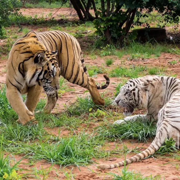 An orange tiger and a white tiger interacting in a grassy outdoor safari enclosure