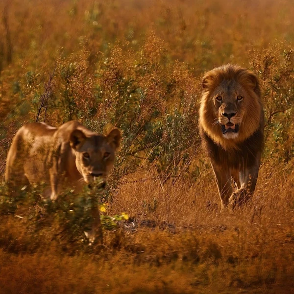 A male lion and lioness walking through golden savanna grass toward the camera at sunset